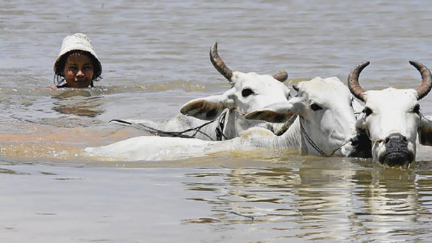 A Cambodian woman swims with her cattle to higher ground.