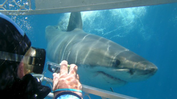 Natural selection ... in the shark cage off Port Lincoln.