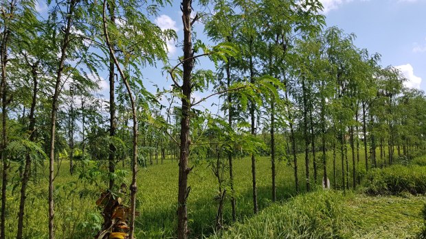 Legume trees are part of a drive to fatten Indonesian cattle