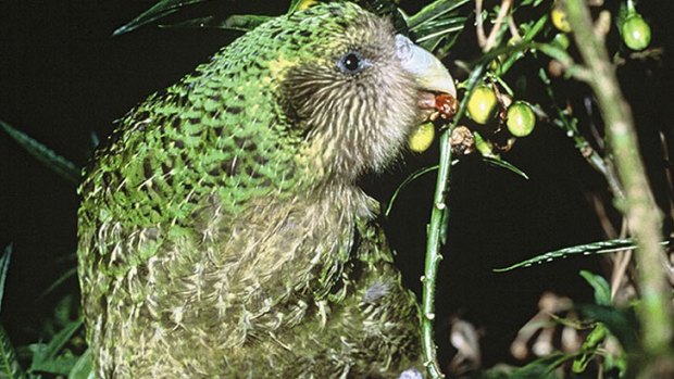 'Harsh, but...' The kakapo is one of the world's oldest birds.