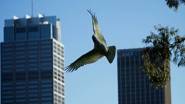 Urban habits: Sulphur-crested cockatoos in Sydney.