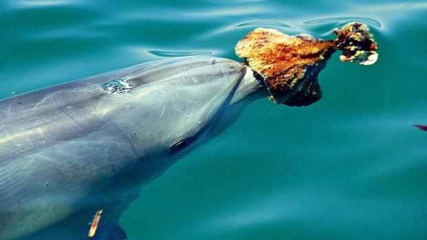 Bottlenose dolphin from Western Australia using a sea sponge while hunting.