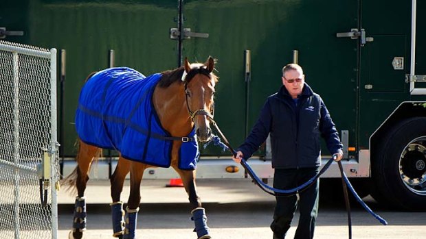 Under wraps: Modun with Godolphin's Tommy Strang in Werribee yesterday.