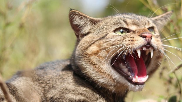 Feral cats are considered the single biggest threat to native wildlife.