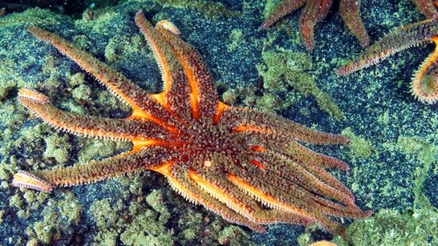Death is days away: A sick sunflower starfish exhibits the characteristic emaciated appearance and lesions in the body wall of the illness.