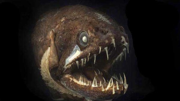 This dragonfish even has teeth on its tongue.