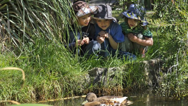 Charlie, Max and Laura watch ducks at Hedgeley Dene Gardens in Glen Iris.