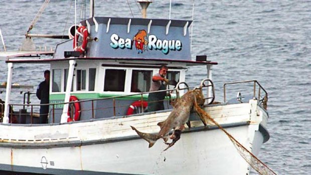 Caught ... a large shark trapped in nets off Bondi Beach is retrieved.