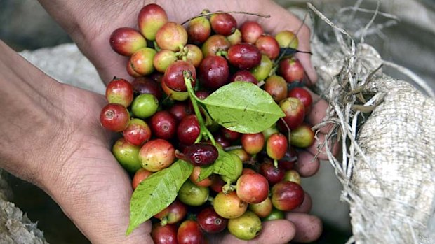 Coffee berries in Chikmagalur.