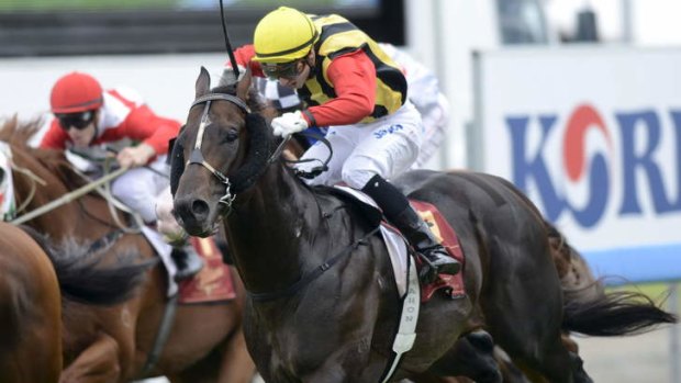 Boom times: Spirit Of Boom salutes for trainer Tony Gollan at the Gold Coast.