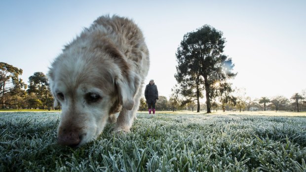 Doggone but it's cold ... Princes Park puts on an icy turn.