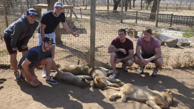 Matt Toomua, Nic White, Jesse Mogg, Ian Prior and Clyde Rathbone at a lion park in Johannesburg.