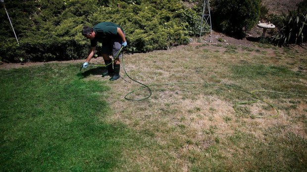 A landscaper applies green paint to a brown lawn in Novato, California.