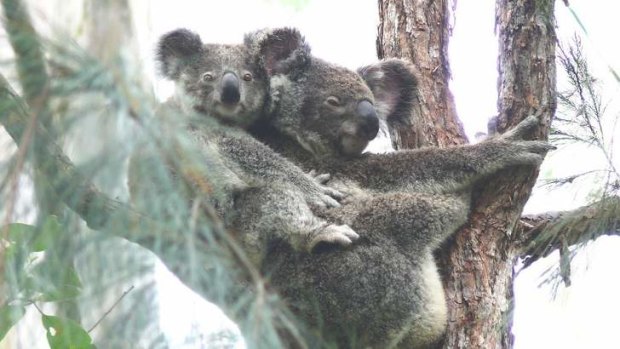 There are concerns these koalas won't survive if the bypass goes ahead as planned.