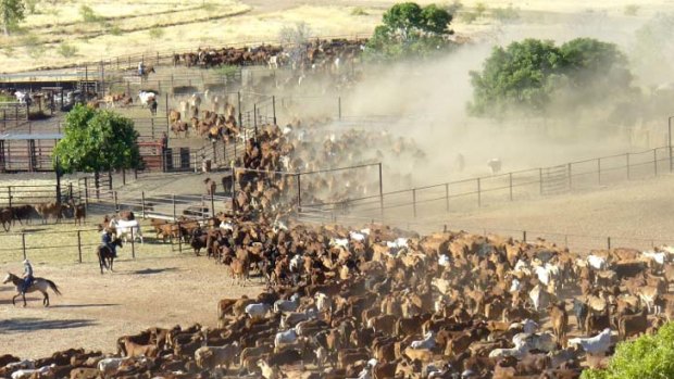 Cattle at Moola Bulla Station, near Halls Creek in Western Australia.