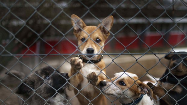 Dogs behind a fence at an animal home in Kloten, Switzerland.