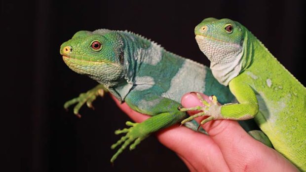 Just mates ... the Australian Reptile Park's Fijian banded iguanas (the male is on the left) are believed to be the only unrelated specimens in Australia. They have not mated despite the efforts of keepers.