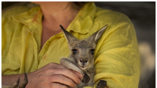 Gayle Chappell  holds a joey in need of care at feeding time.