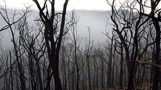 The landscape near Kinglake, which was devastated by the Black Saturday fires.