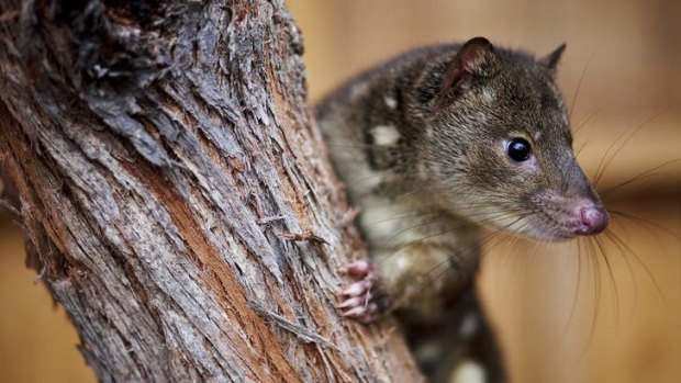 Tiger Quoll.