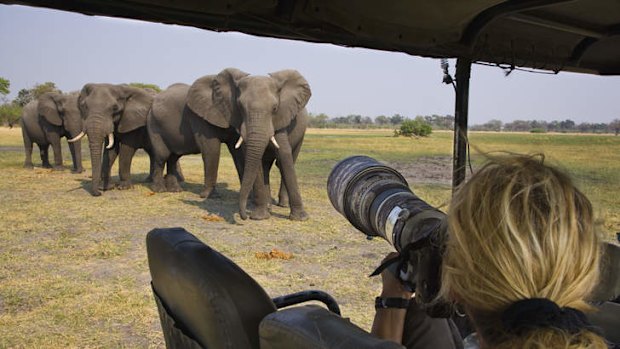 A new study has found elephants can pick up on human cues.