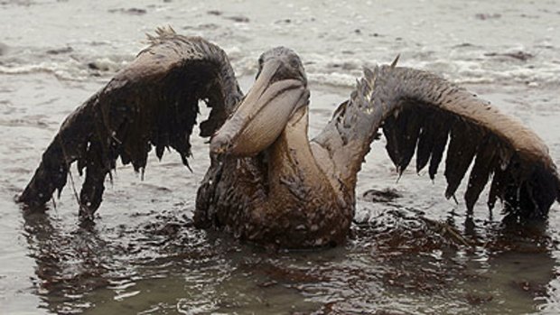 A brown pelican covered in oil sits on the beach at East Grand Terre Island along the Louisiana coast.