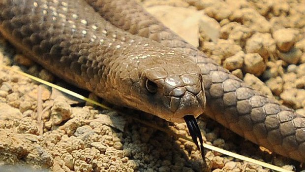 An eastern brown snake like one that sent a panic through a Carbrook kindergarten.
