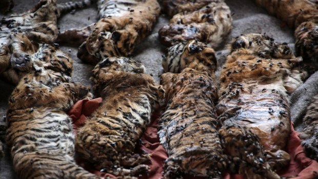 The carcasses of 40 tiger cubs found undeclared are displayed at Tiger Temple on Wednesday.