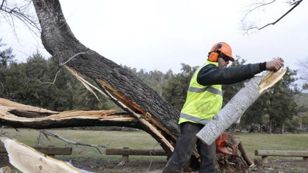 In limbo ... the forestry industry.