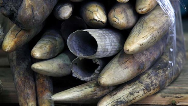Seized: Ivory tusks are displayed after being confiscated in Hong Kong.