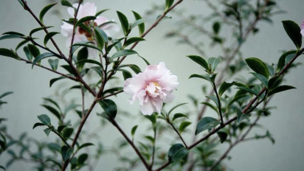 Pretty in pink: A Camellia sasanqua hybrid cultivar 'Paradisia'.