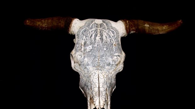 Dan Power's etched bull skull has won the Waterhouse Natural Science Art Prize.
