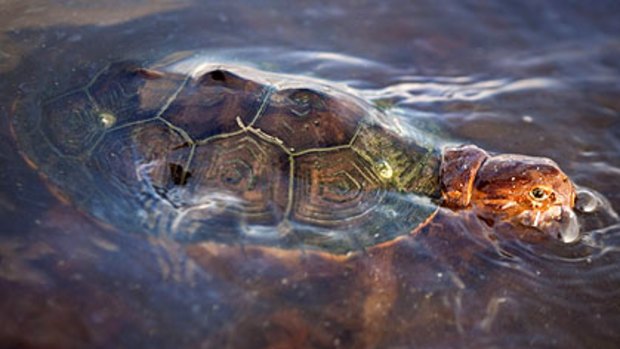 A turtle struggles through the Gulf oil slick. Wildlife experts are moving thousands of endangered sea turtle eggs from the area.
