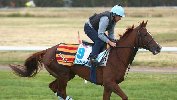 English raider: Red Cadeaux works on Victorian soil.