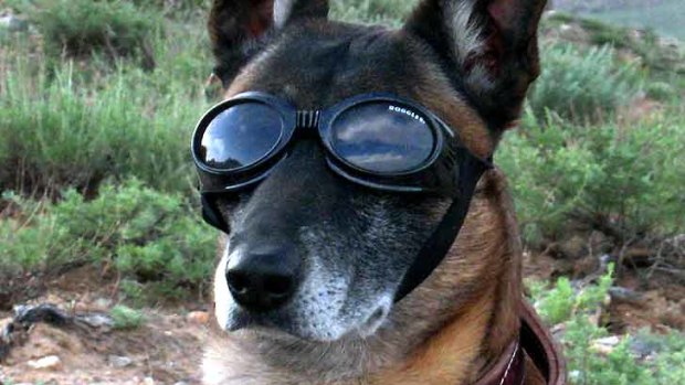 Even dogs need protection ... a military working dog wears Doggles to protect his eyes as a Chinook helicopter takes off in Afghanistan.