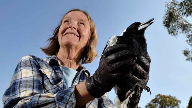 Professor Jane Hughes in the field with one of her subjects