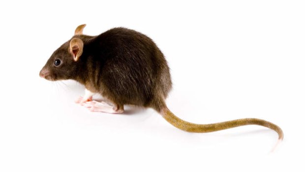 Rats could evolve to the size of sheep, scientist claims