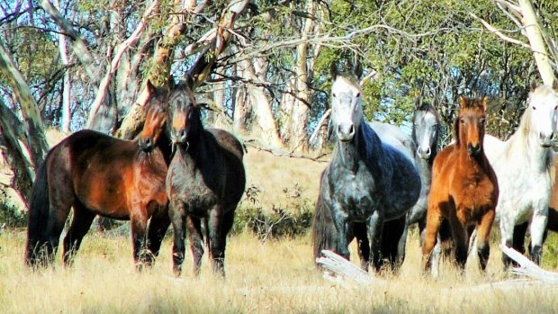 A mob of brumbies in the Australian high country.