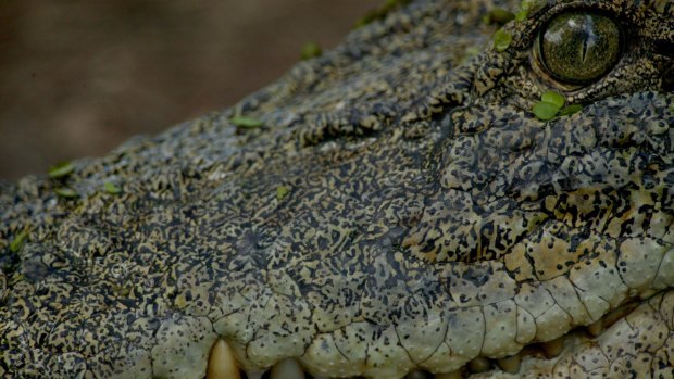 Queensland's crocodile management program will receive $5.8 million over next three years.