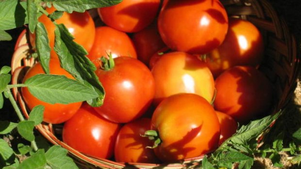 What variety of tomato you choose depends what you want: taste, colour, yield or performance?
