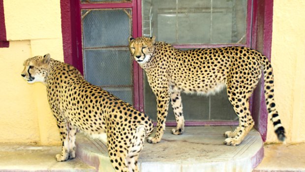 Cool cats ... the house cats at Otjitotongwe Park in Namibia.