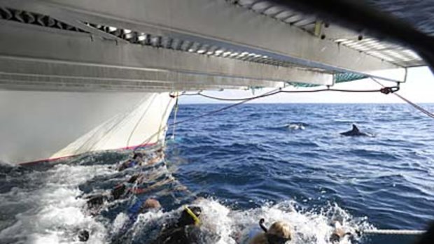 Dolphins by catamaran.