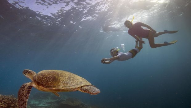 Snorkellers dive with a turtle on the Great Barrier Reef. There are proposals for much more of the Coral Sea to be protected.
