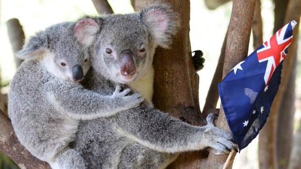 Koalas are as Australian as it comes.
