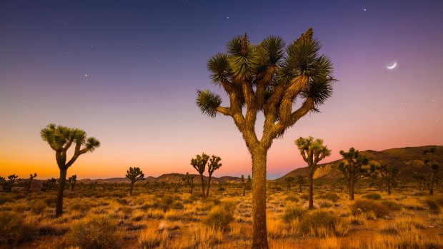 Joshua trees only grow in the Mojave Desert.