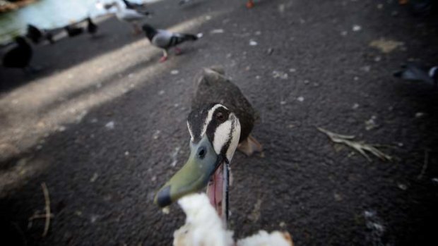 Bird feeding is posing a problem for one Melbourne council.