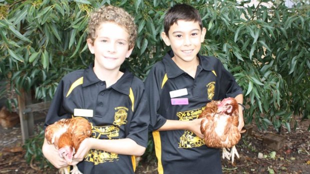 Kieran Pittaway and Khye Cashwill help care for the school’s new chooks after their old ones were deliberately killed.