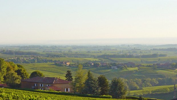 Rural Vonnas: Local vineyards  supply some of the 130,000 bottles of wine in Restaurant George Blanc's cellar.