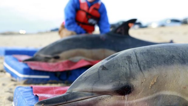 Mystery ... hundreds of dolphins have washed up on shore in Peru.