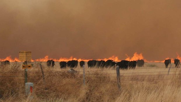 Cattle run from a wildfire near Marfa, Texas.
